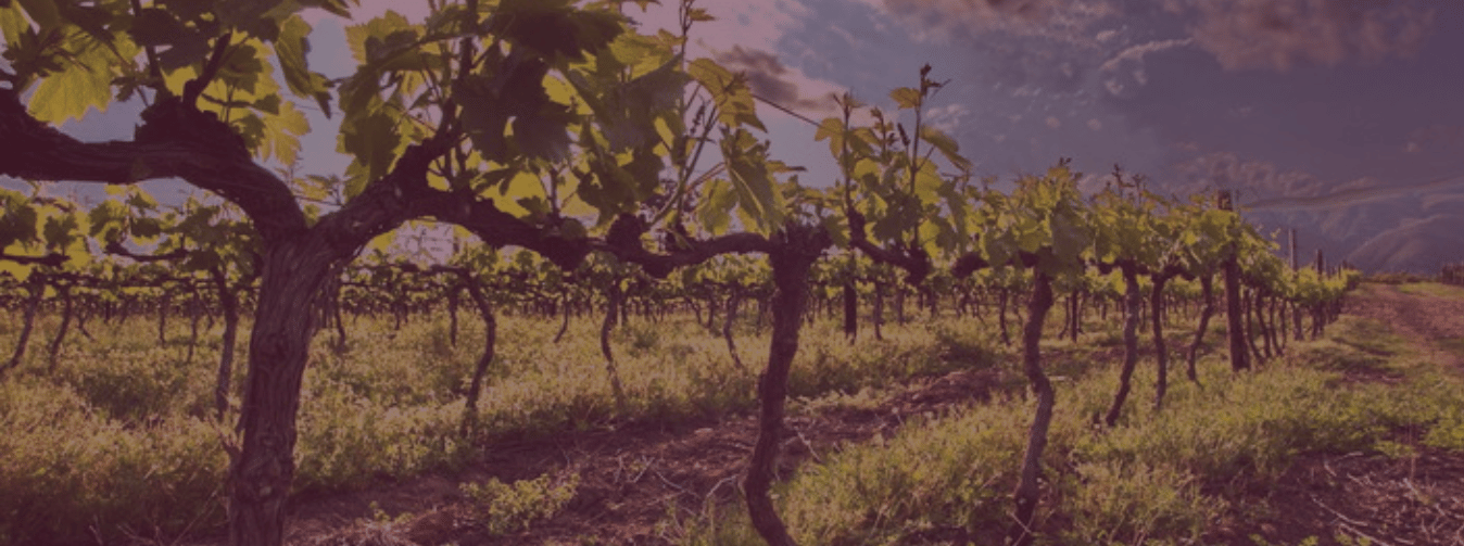 Stanford Hills Wines