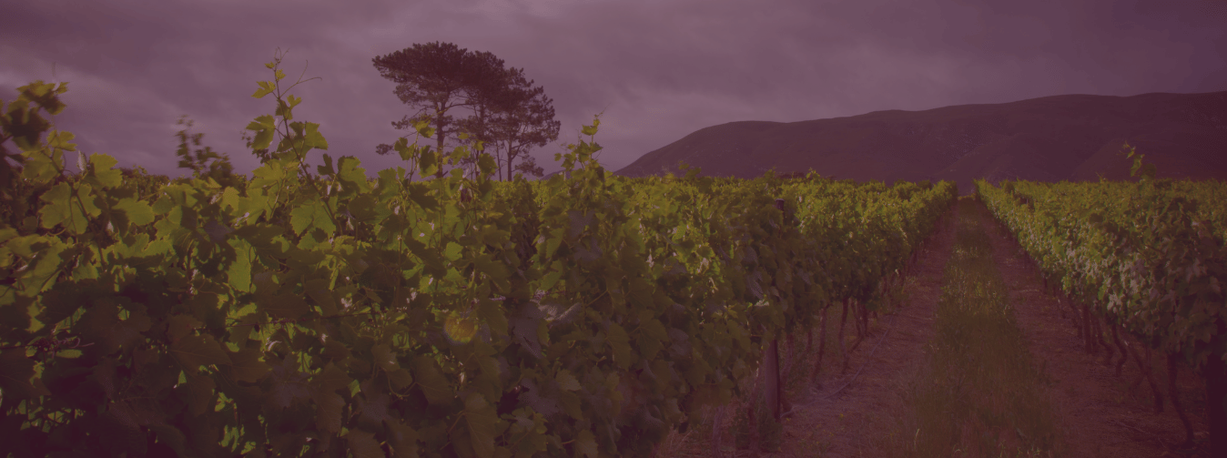 Stanford Wine at Stanford Hills Estate