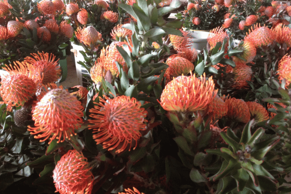 Stanford Hills Estate Flowers