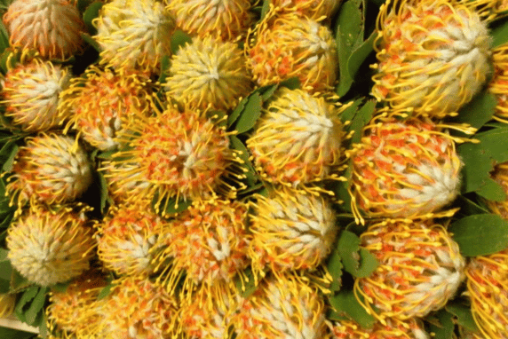 Indigenous South African Flowers at Stanford Hills Estate