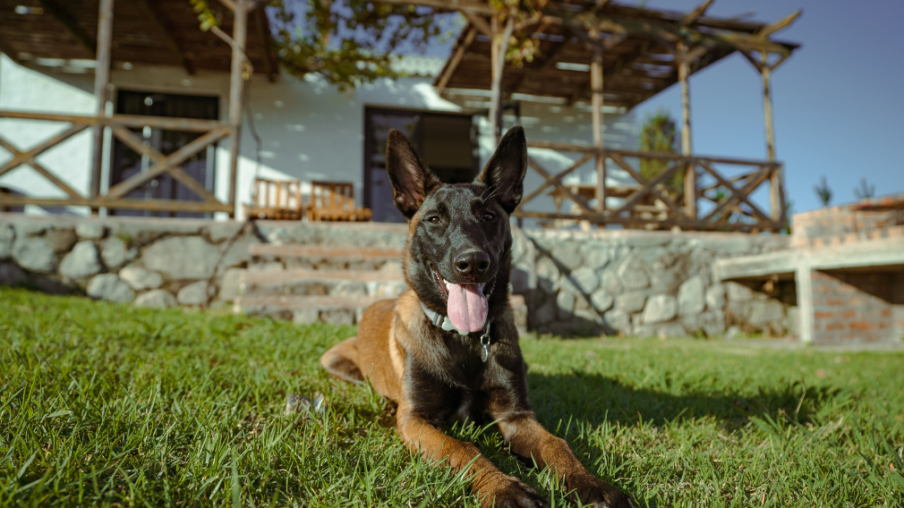 Stanford Hills Pet-Friendly Accommodation in Stanford